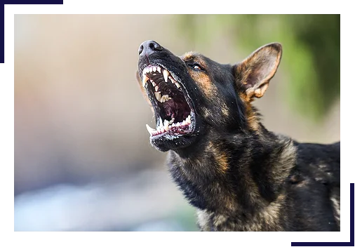 best-friend best-friend