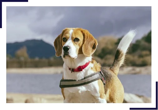 laws-governing laws-governing